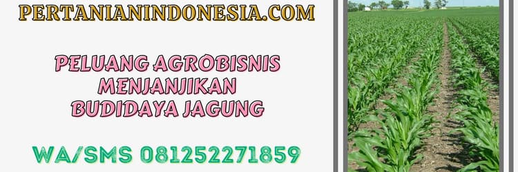 peluang, bisnis, budidaya, tanaman, jagung